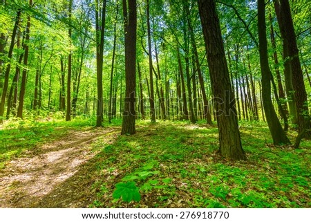 Beautiful green springtime forest landscape. European natural forest with fresh green young leaves. Good weather landscape.