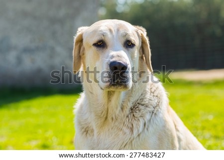 Big dog portrait. Face of animal on green outdoor background.
