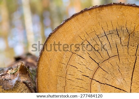 Background of sliced tree trunk. Close up of tree trunk section.