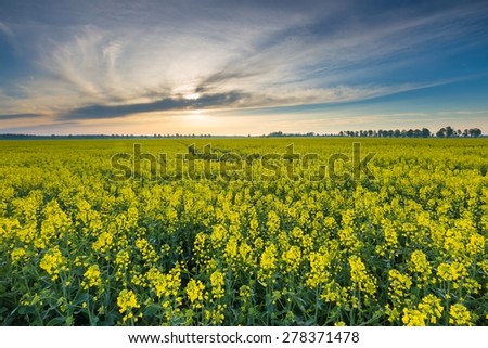 Rape field landscape. Calm rural countryside landscape with field of blooming rape.