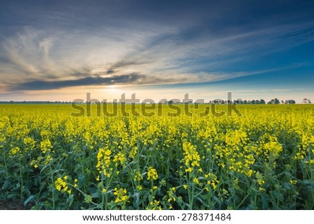 Rape field landscape. Calm rural countryside landscape with field of blooming rape.