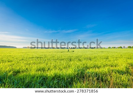 Morning over young cereal field. Beautiful calm countryside at springtime.
