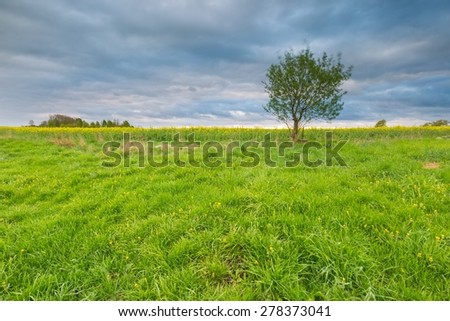 Green springtime meadow landscape with cloudy storm sky. Beautiful grassland landscape under dark sky