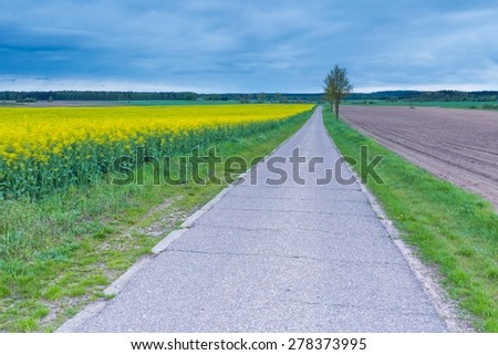 Rural asphalt road near fields in springtime. Calm polish countryside