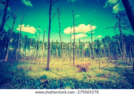 Vintage photo of wetlands at springtime. Green wetlands with dead trees trunk photographed in spring. Polish landscape.