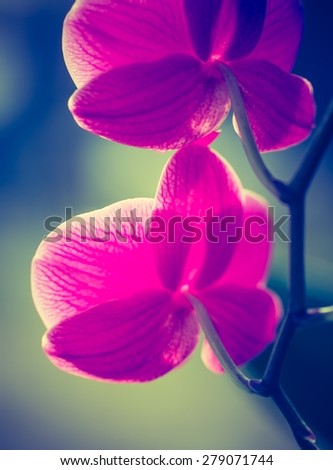 Vintage photo of pink orchid flowers. Beautiful exotic flower in photo with old fashioned colors