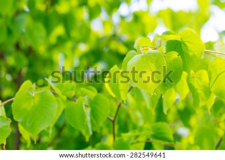 Linden tree leaves. Beautiful close up of fresh young green linden tree leaves.