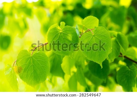 Linden tree leaves. Beautiful close up of fresh young green linden tree leaves.
