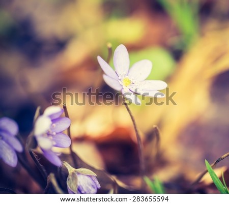 Vintage photo of liverworts flowers blooming in springtime forest. Close up of wildflowers.