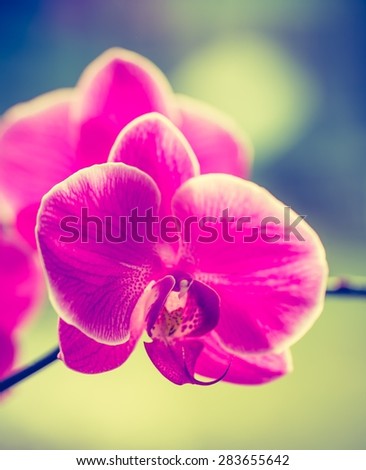 Vintage photo of pink orchid flowers. Beautiful exotic flower in photo with old fashioned colors