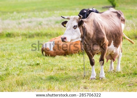 Portrait of cow on pasture. Animal face photo photographed in outdoor