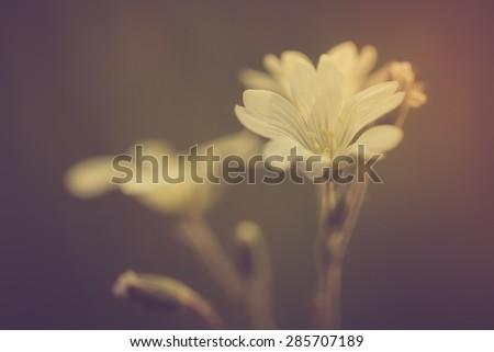 Vintage photo of white chickweed flowers in close up. Beautiful old fashioned flower macro