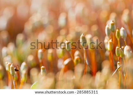 Close up of blooming forest moss. Abstract nature background