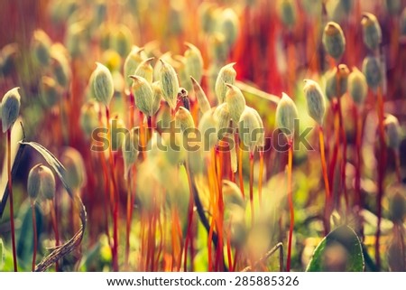 Close up of blooming forest moss. Abstract nature background with vintage mood colors