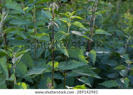 Nettle growing in shade in forest. Close up of nettle leaves