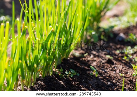 Green chive growing in ecologic garden. Close up of edible plants.