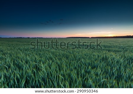 Beautiful landscape of green rye field at sunset. Agricultural countryside.