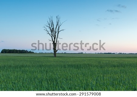 Beautiful young green field at late springtime photographed after sunset. Polish calm countryside