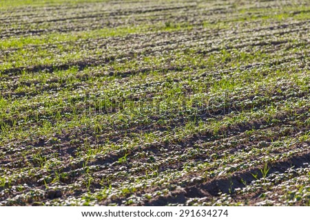 Close up of young cereal sprouts on field. Background of green sprouted cereal plants growing on field