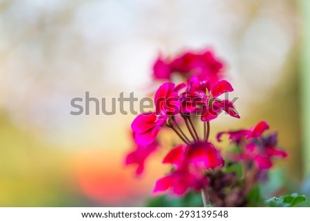 Beautiful red geranium flowers in blooming. Red flowers in close up