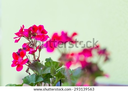 Beautiful red geranium flowers in blooming. Red flowers in close up