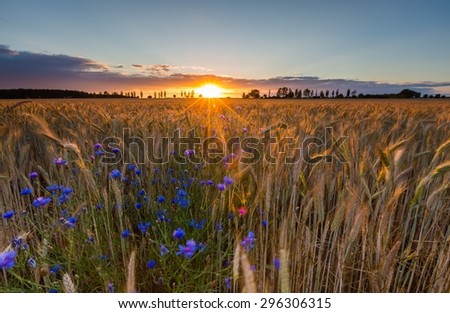 Landscape of corn field at summer. Beautiful polish countryside.