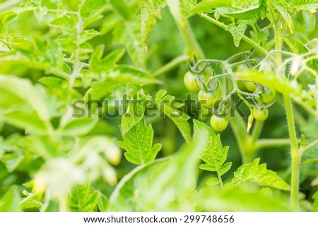 Close up of young tomatoes twig and tomatoes flowers. Natural garden photo
