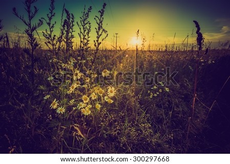Vintage photo of sunset over corn field at summer. Beautiful grown corn ears in summertime field at sunset.