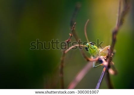 Close up of beautiful grasshopper sitting on grass. Beautiful close up of summer insect