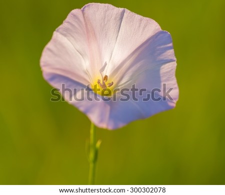 Close up of wild pink bindweed flower. Beautiful wild flower growing on uncultivated fields and meadows