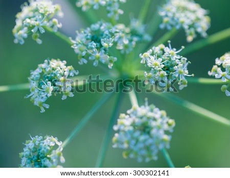 Close up of wild carrot flower. Wild carrot is popular wild weed growing on uncultivated fields and meadows.