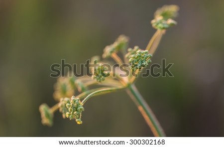 Close up of wild carrot flower. Wild carrot is popular wild weed growing on uncultivated fields and meadows.