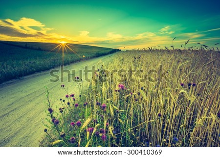Vintage photo of sunset over corn field at summer. Beautiful grown corn ears in summertime field at sunset.