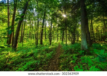 Beautiful summer wild forest landscape. Natural landscape of wild forest photographed at sunrise