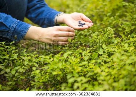 close up of women hands picking wild blueberries