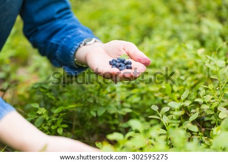 Blueberry bushes in the forest and woman hands picking blueberries. Close up of forest fruits