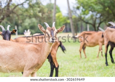 Herd of goats on pasture. Farm animal photographed on pasture in morning light