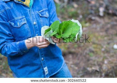Girl picking coltsfoot leaves for drying (Coltsfoot-Tussilago farfara is natural medicine for cold and other winter disease)