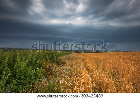 Storm clouds over wheat field. Danger weather with dark sky over fields