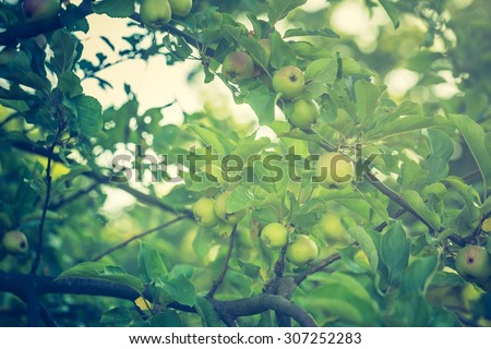 Vintage photo of young green apples, fruits on the branches of apple trees