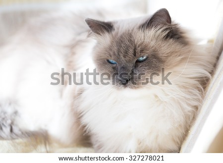 Beautiful Neva Masquerade cat portrait. Adult purebred siberian cat.