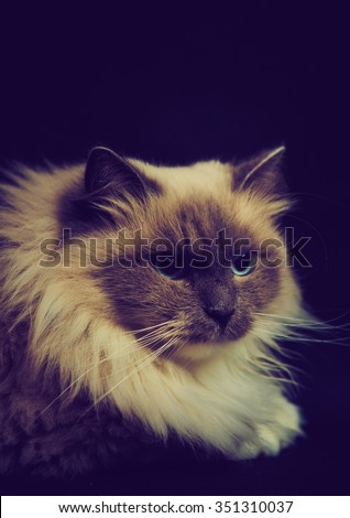 Vintage photo of beautiful Neva Masquerade cat portrait. Adult purebred siberian cat photographed on black background.