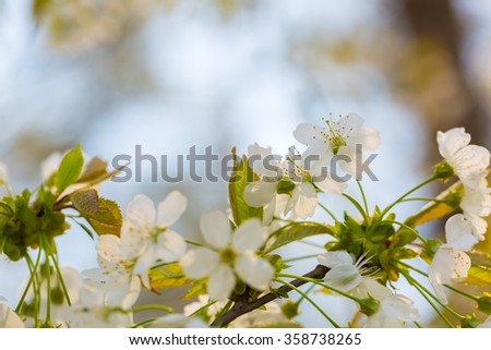 [Obrazek: stock-photo-cherry-tree-flowers-blooming...738265.jpg]