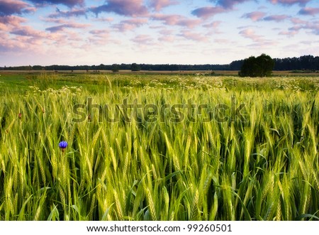 [Obrazek: stock-photo-barley-field-with-cornflower-99260501.jpg]