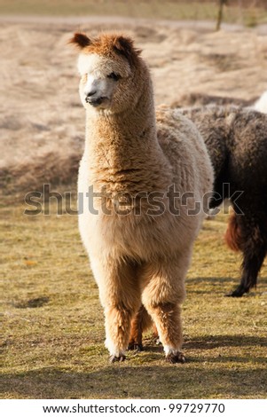 [Obrazek: stock-photo-young-alpaca-male-99729770.jpg]