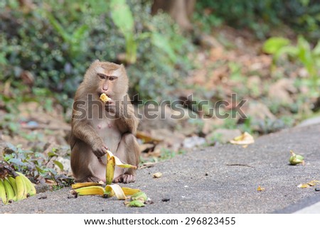 Monkey eat banana on the road