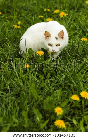 white cat sitting in the grass ready to attack