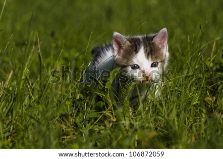 cute little kitten in the grass is looking intently at something off camera