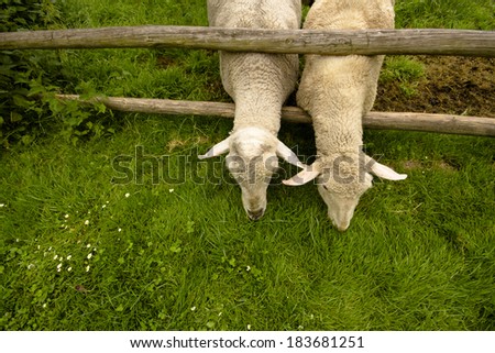 detai two sheep stretching across the corral fence on green grass with neighbors