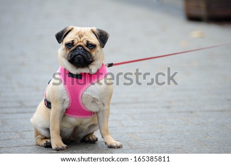 Pug With Red Vest
